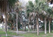 Edisto Beach State Park