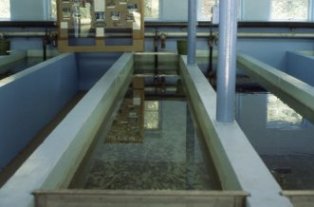 Walhalla Fish Hatchery