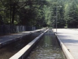 Walhalla Fish Hatchery