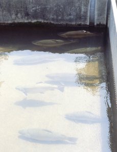 Walhalla Fish Hatchery