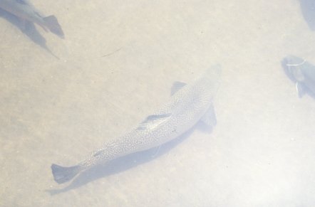 Walhalla Fish Hatchery