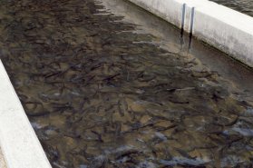 Walhalla Fish Hatchery