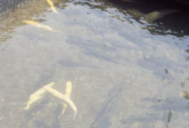 Walhalla Fish Hatchery