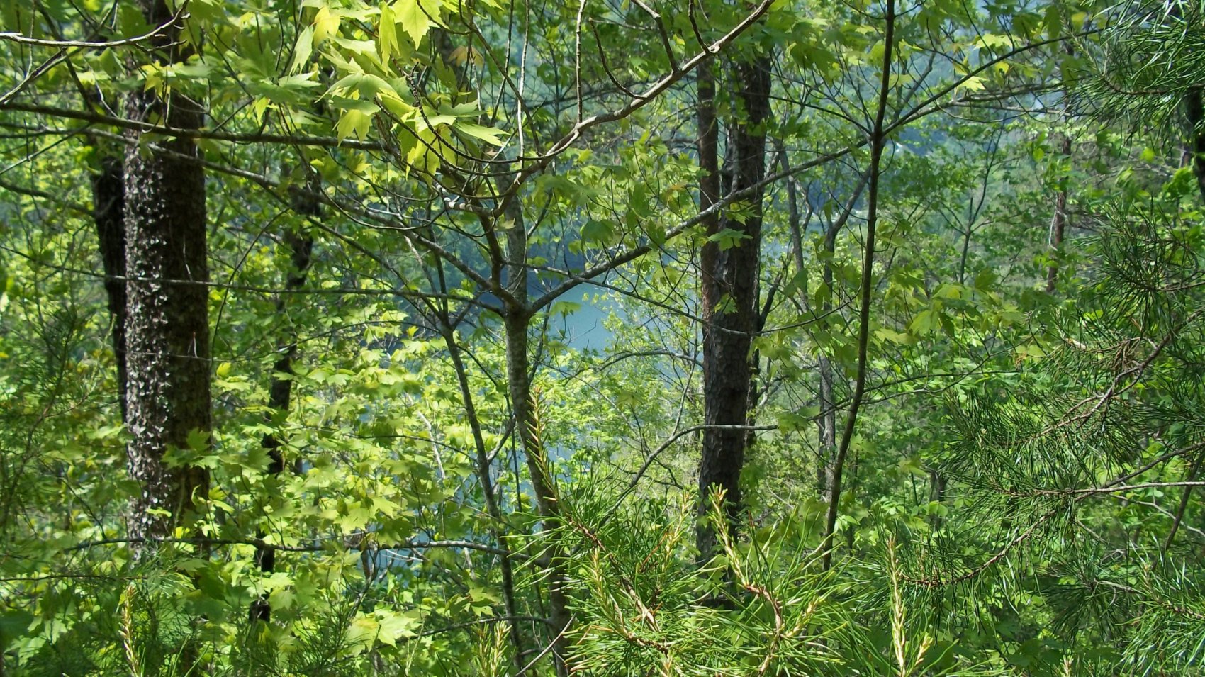 Tugaloo Lake